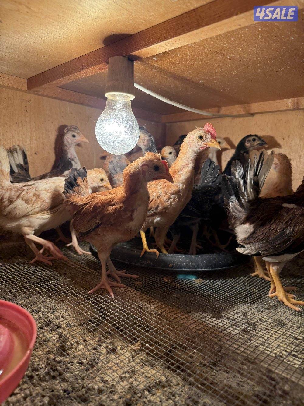 صيصان دجاج3