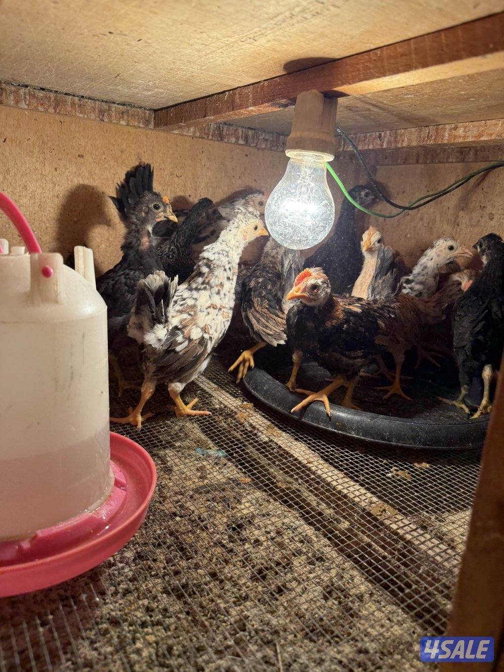 صيصان دجاج5