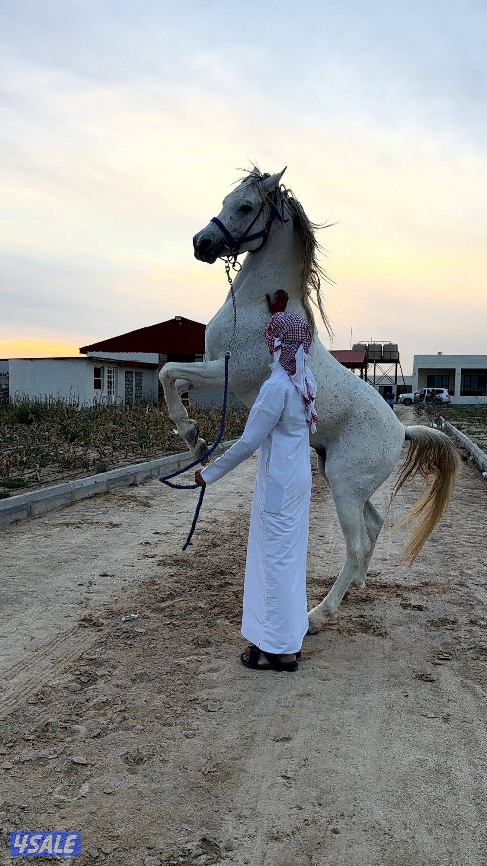 حصان بولش مواليد٢٠٢٠ ولد شمال الخالديه0