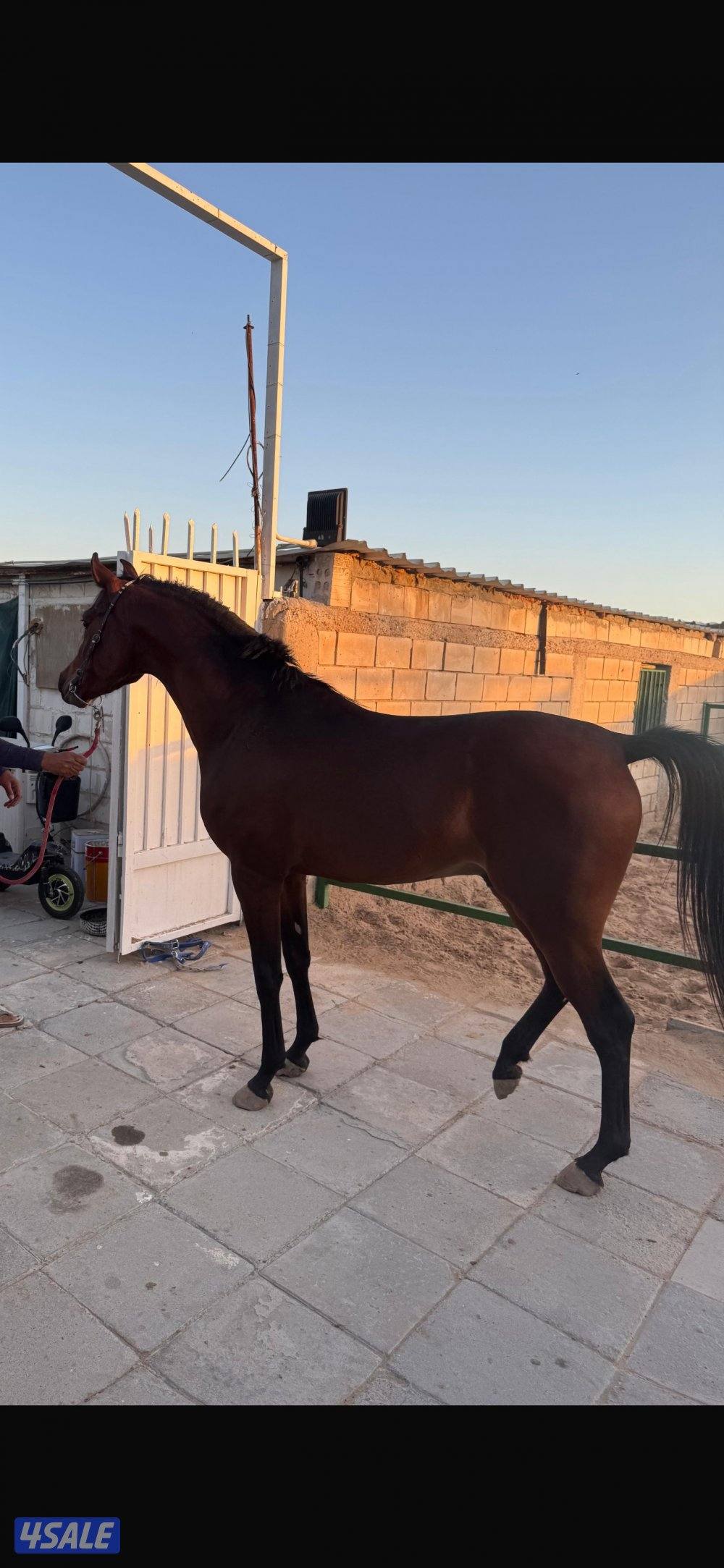 فلو بولش فاخر0