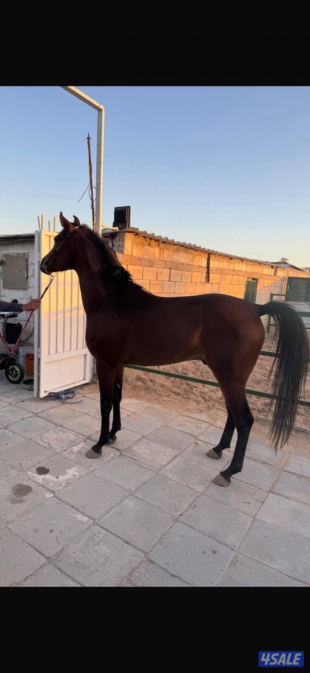 فلو بولش فاخر1