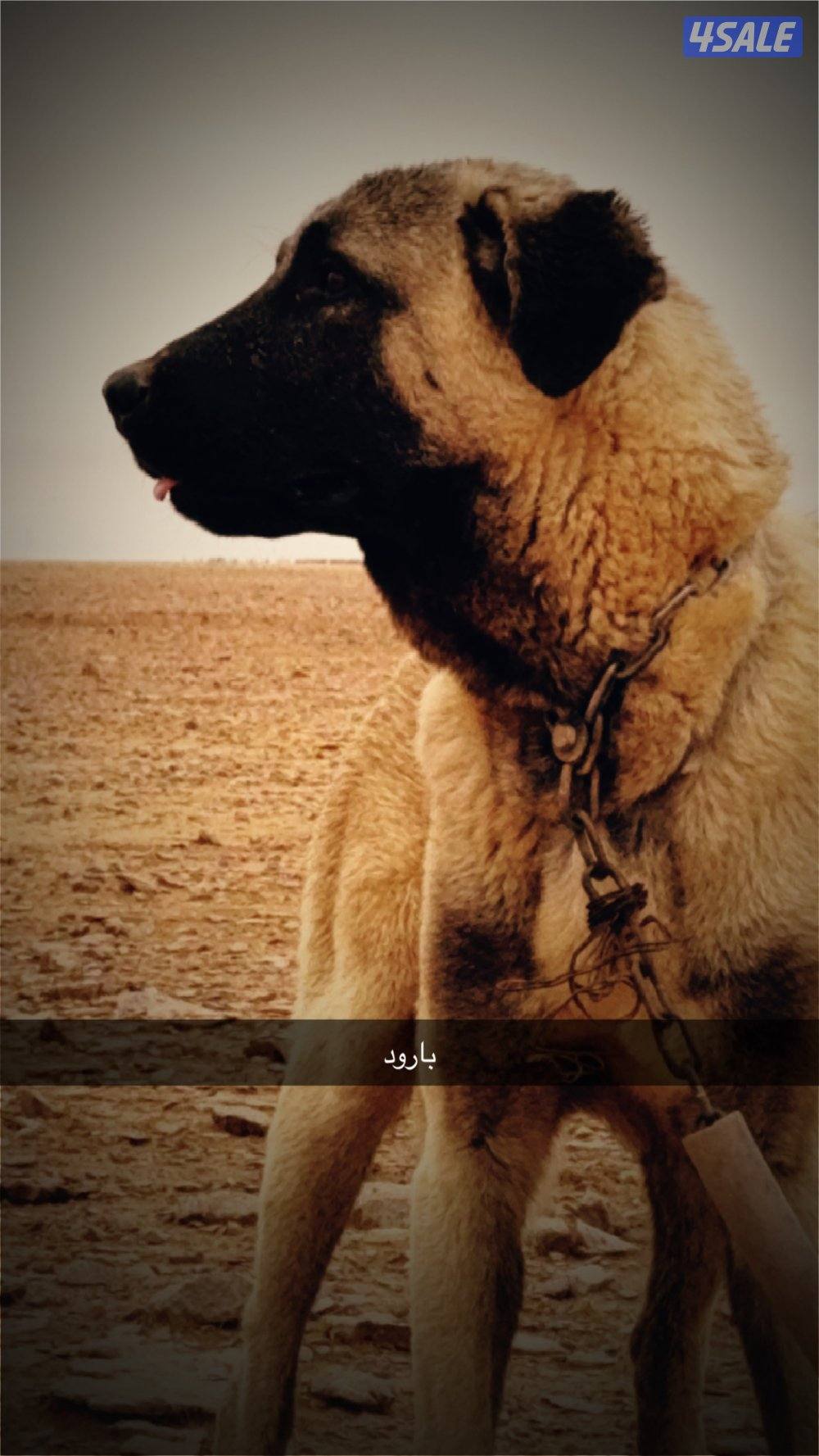 كلب كانجال انثى وذكر تركي الكلب الراعي1