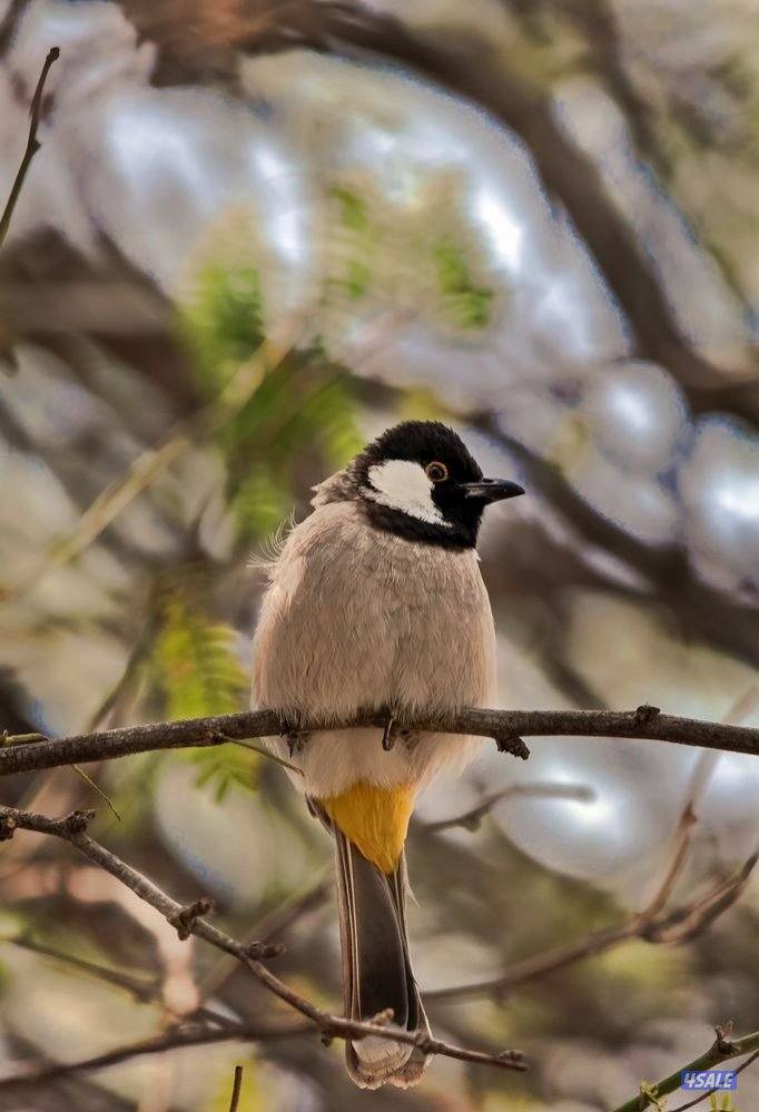 دفعه بلابل عراقيه0