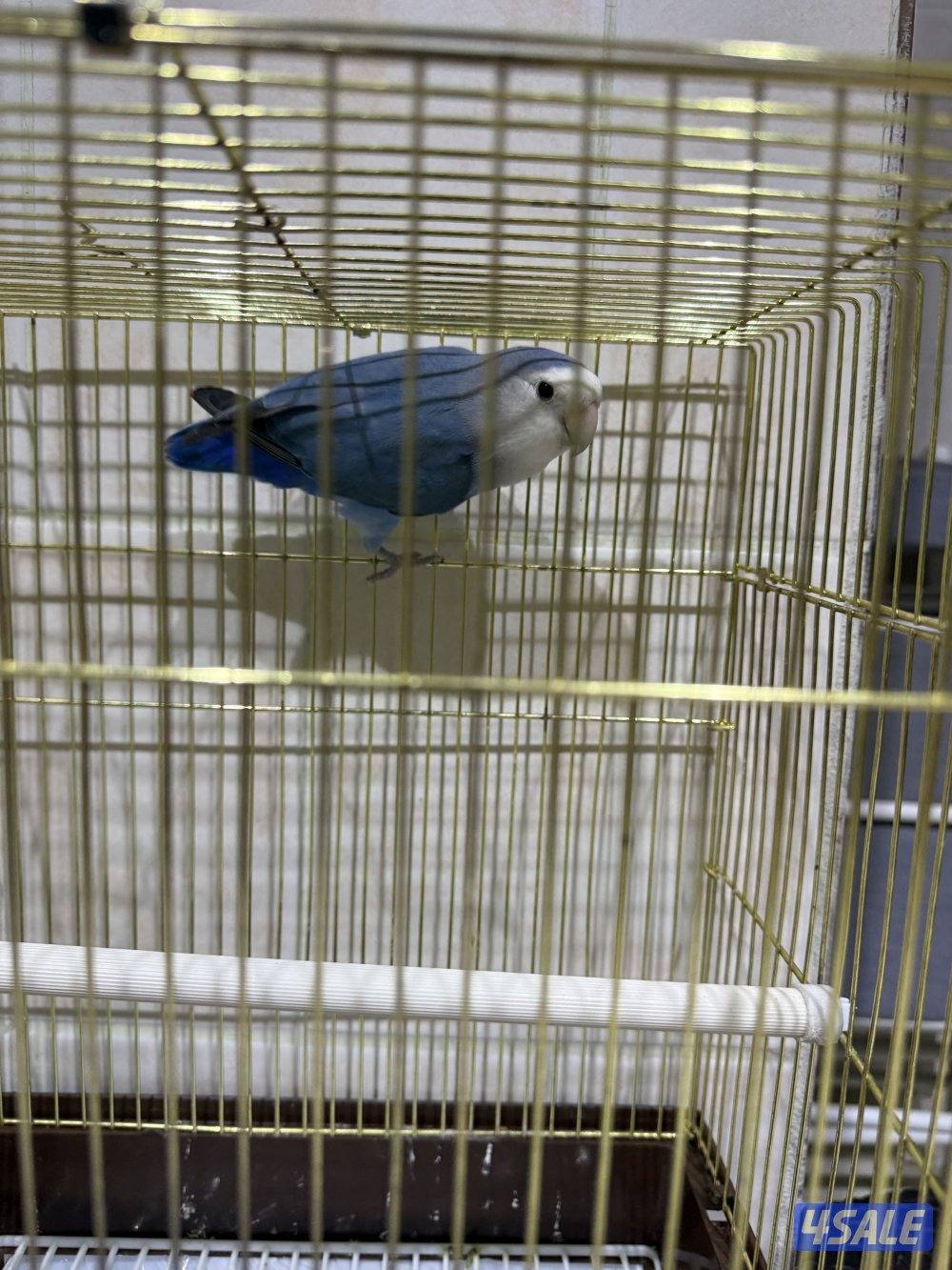 لوف بيرد ربوه مع قفص ياكل بروحه ياكل باليد يطير ويلعب وصحته ممتازه1