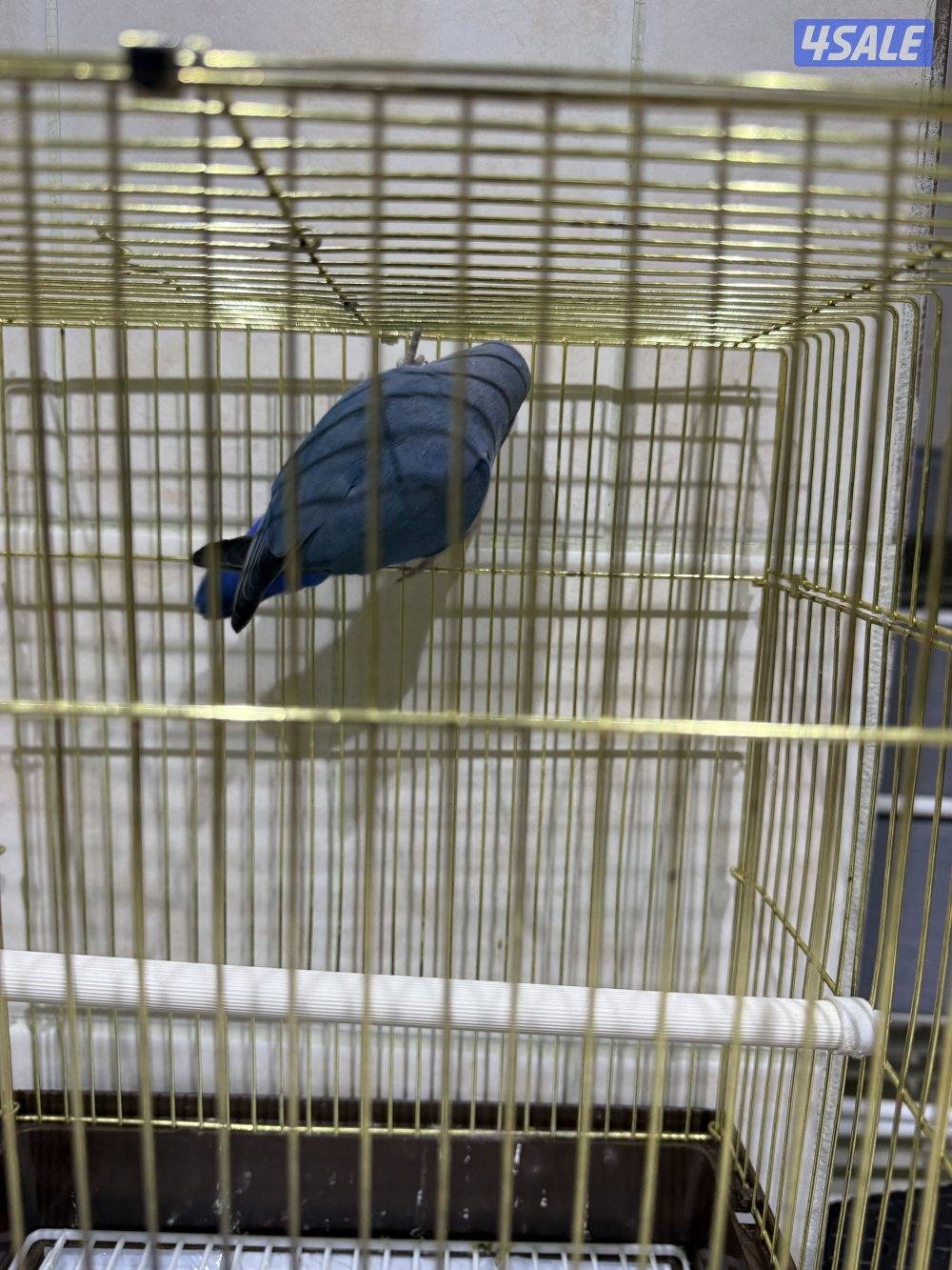 لوف بيرد ربوه مع قفص ياكل بروحه ياكل باليد يطير ويلعب وصحته ممتازه2