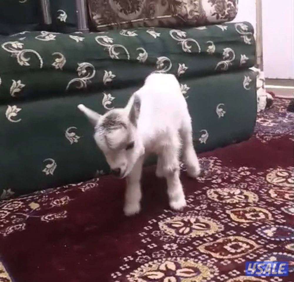 للبيع تيوس و جفار جيكي قزام ياكلون و يشربون حليب و الصحه ممتازة1