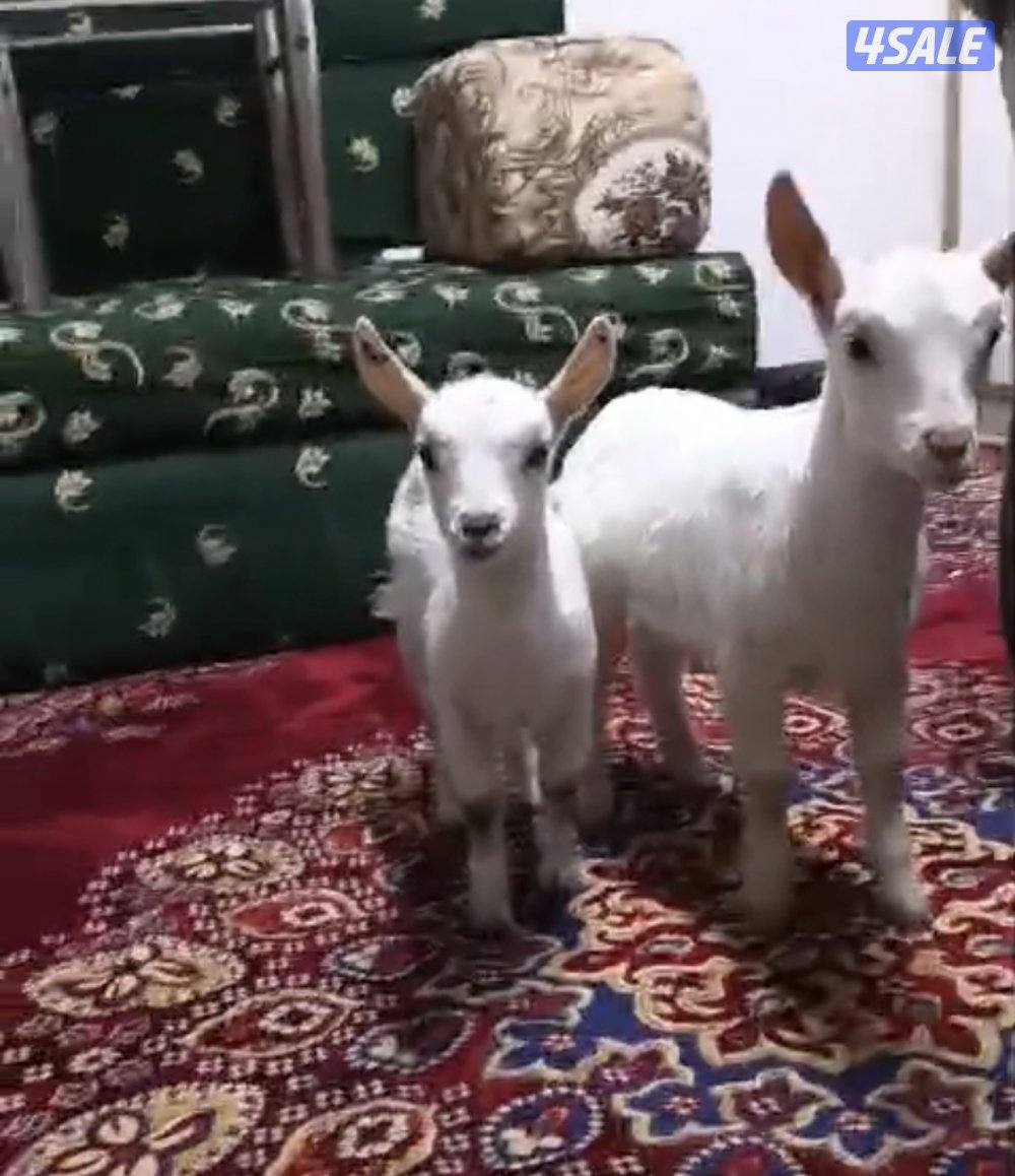 للبيع تيوس و جفار جيكي قزام ياكلون و يشربون حليب و الصحه ممتازة4