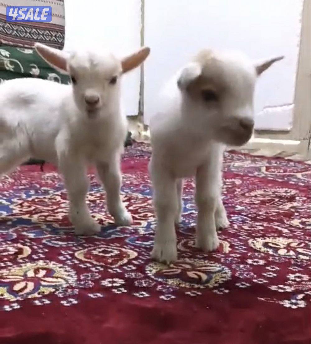 للبيع تيوس و جفار جيكي قزام ياكلون و يشربون حليب و الصحه ممتازة5