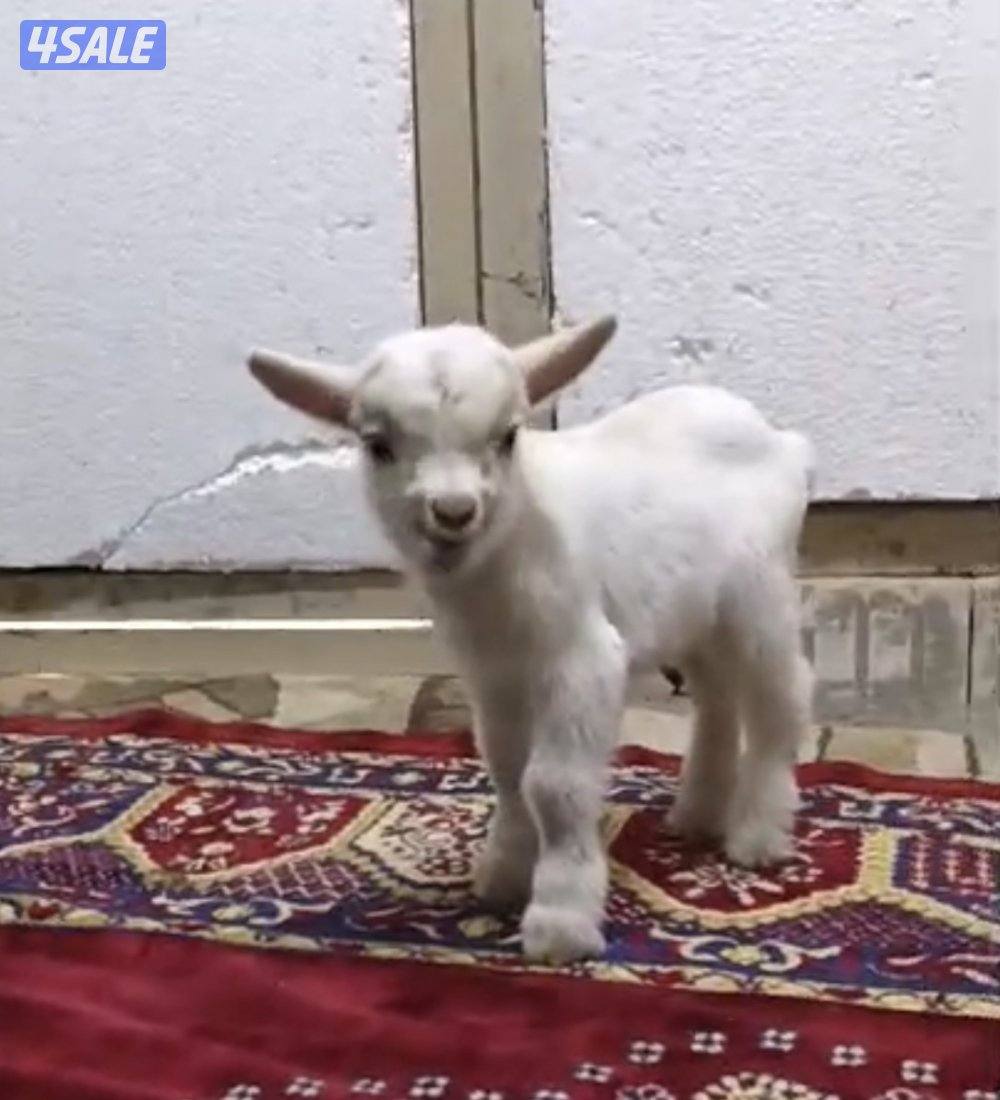 للبيع تيوس و جفار جيكي قزام ياكلون و يشربون حليب و الصحه ممتازة6