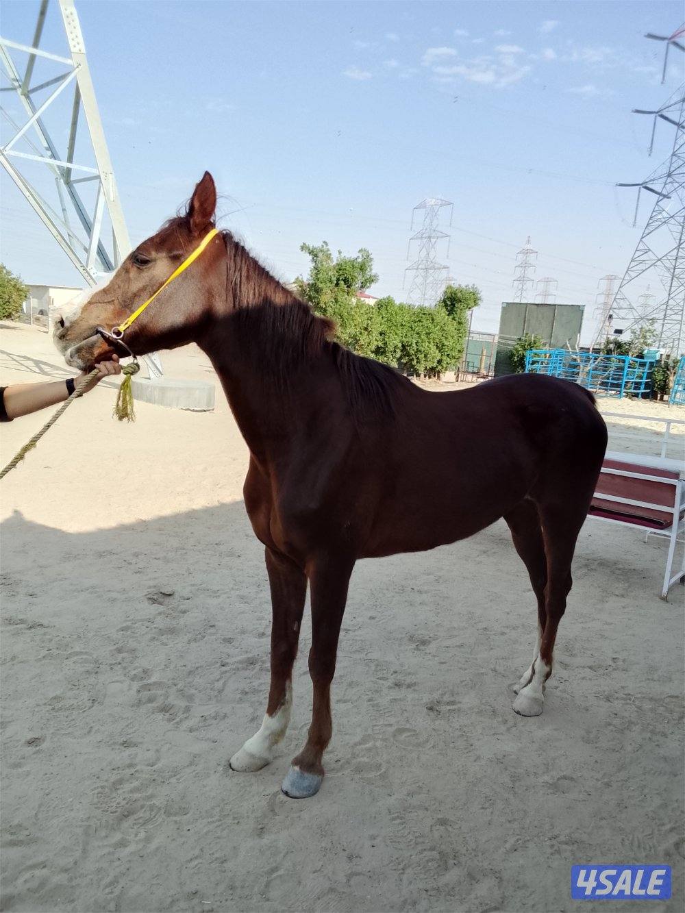 حصان اسباني البيع بلدي العمر من 8 الى9 هادي جدا ينفع مدرسه او مبتدئين0
