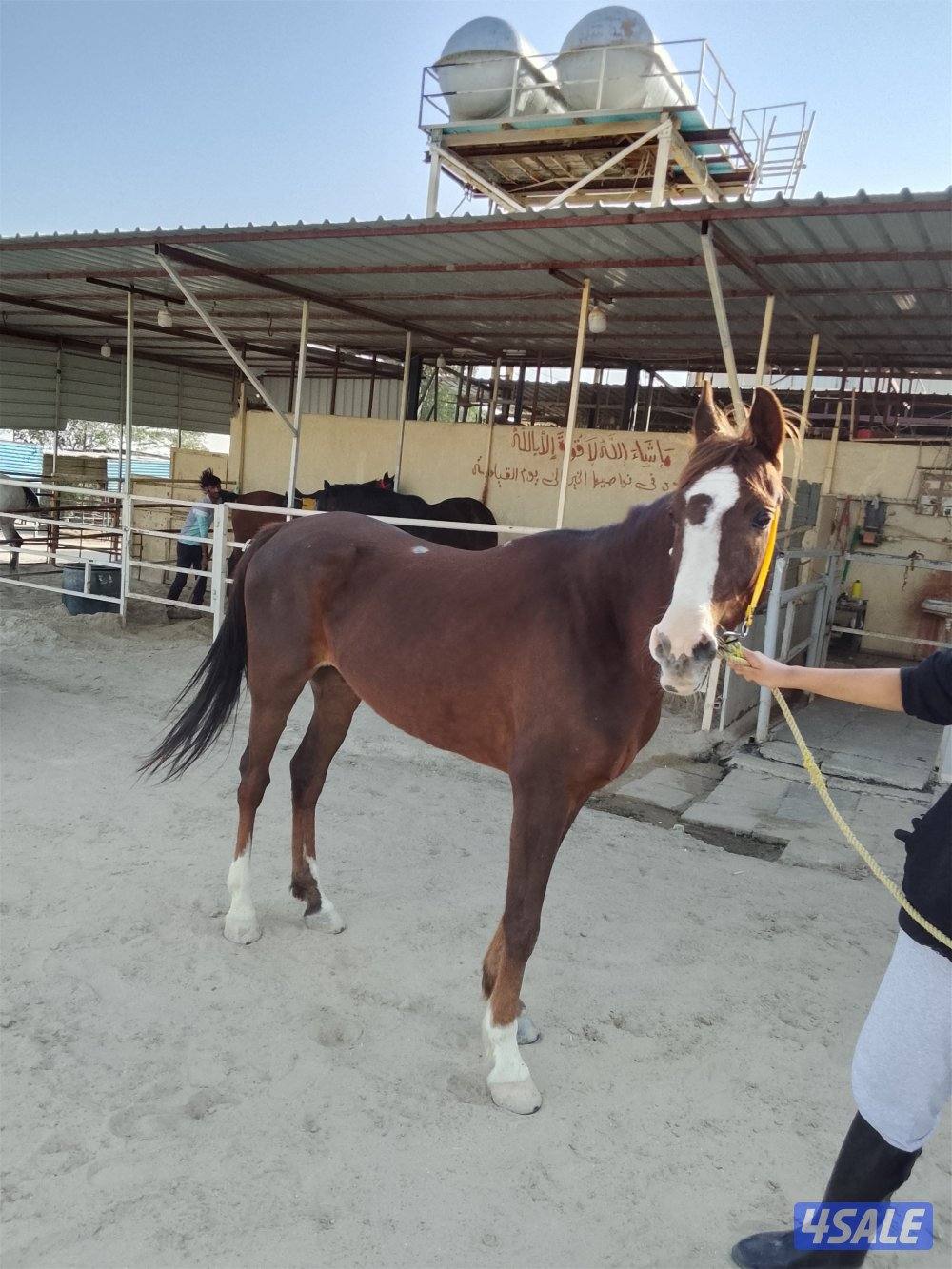 حصان اسباني البيع بلدي العمر من 8 الى9 هادي جدا ينفع مدرسه او مبتدئين1