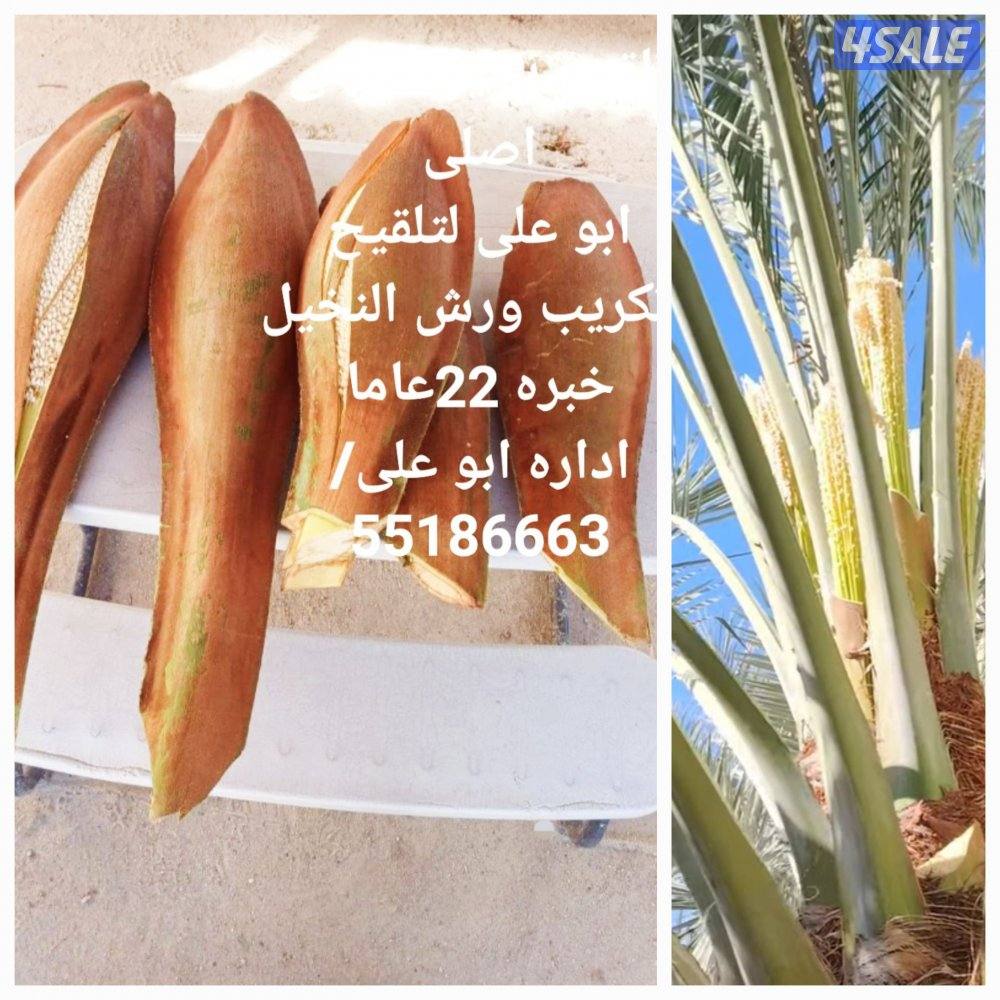 تنظيف 🌴تلقيح🌴 ورش النخيل🌴 ابو على🌹 اهوازى للنخيل🌴🌹 خبره 22عاما🌹0