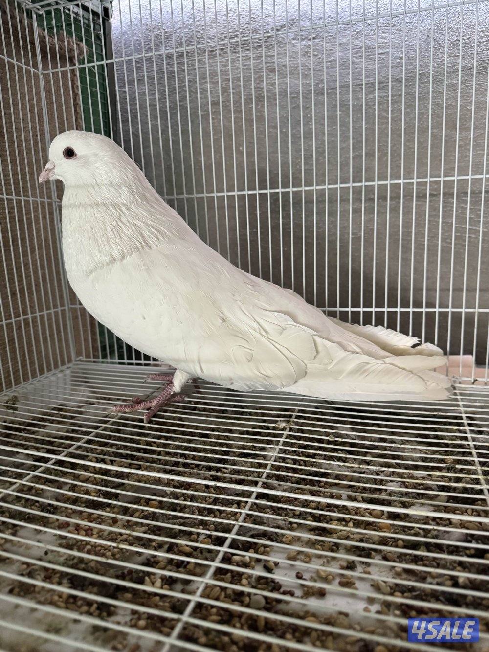 للبيع مالطي0