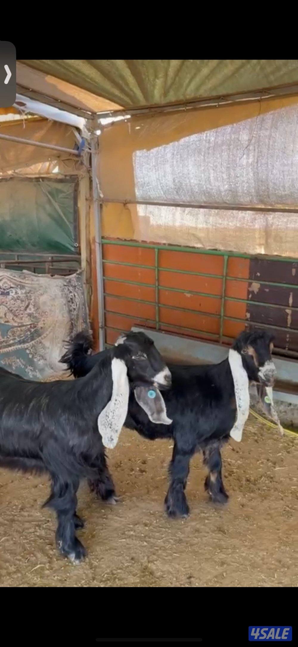 جفرتين خصم للييع0