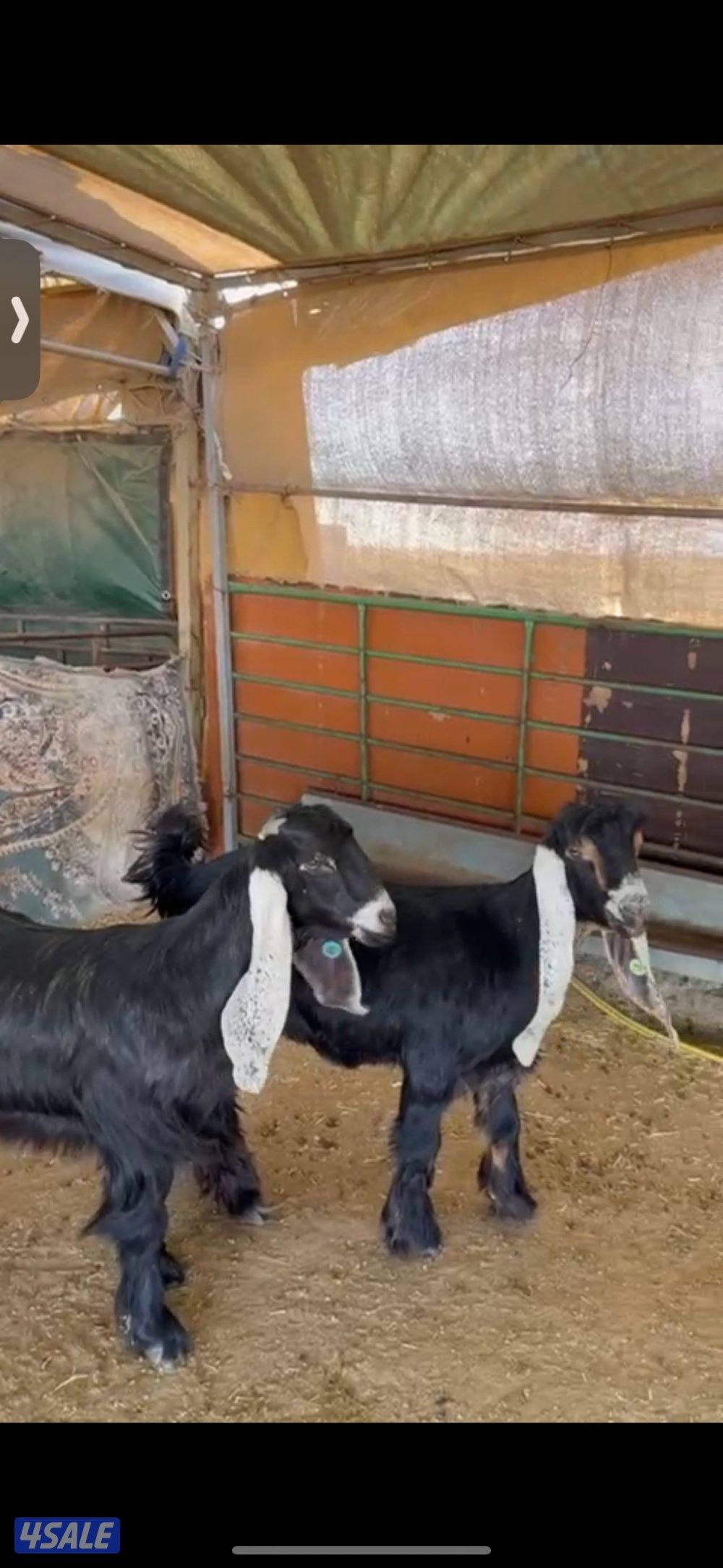 جفرتين خصم للييع1