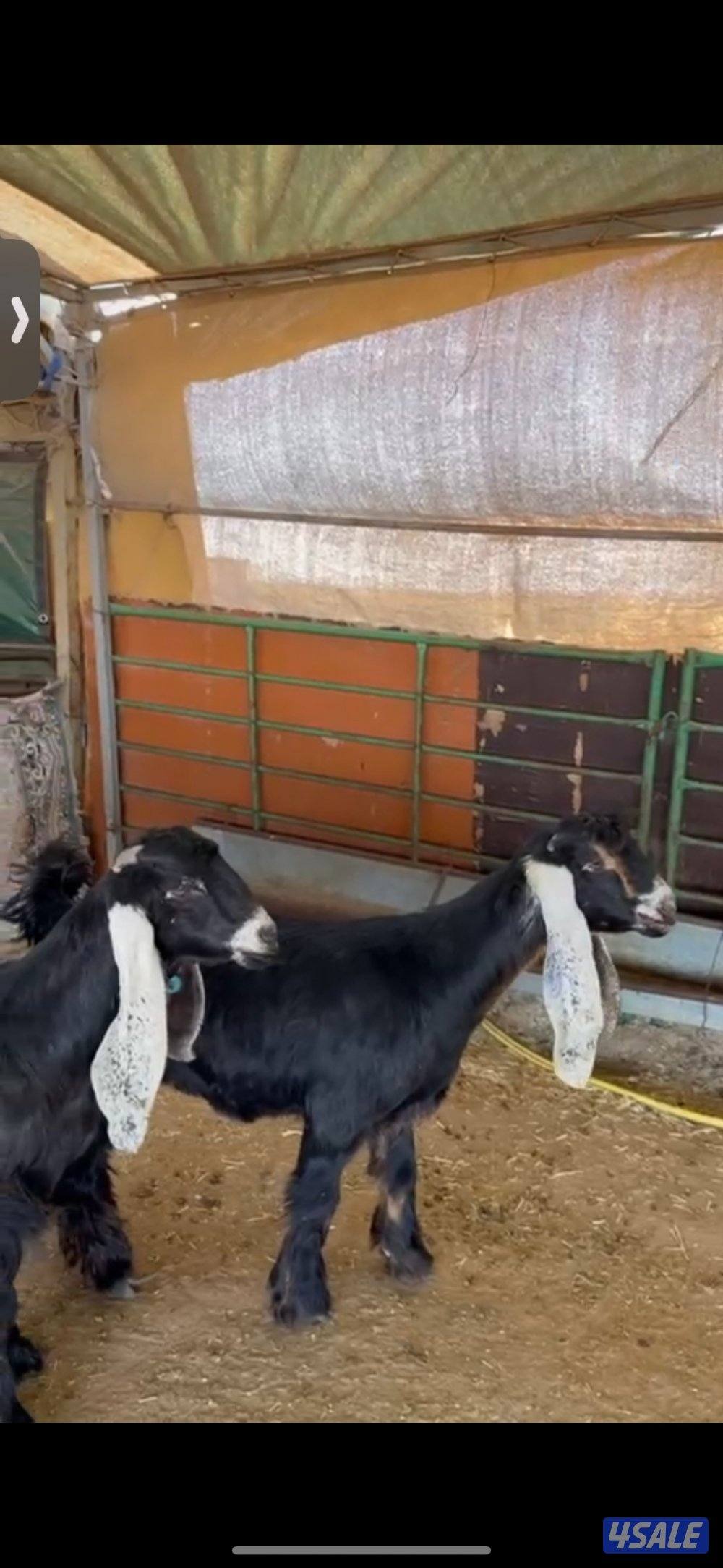 جفرتين خصم للييع2