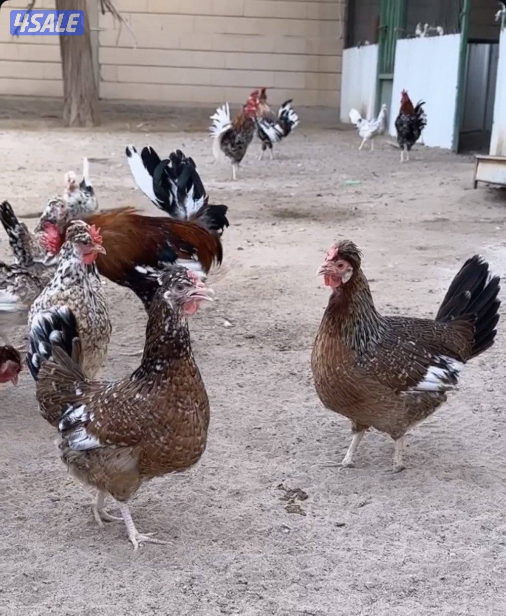 بيض عربي قديم0