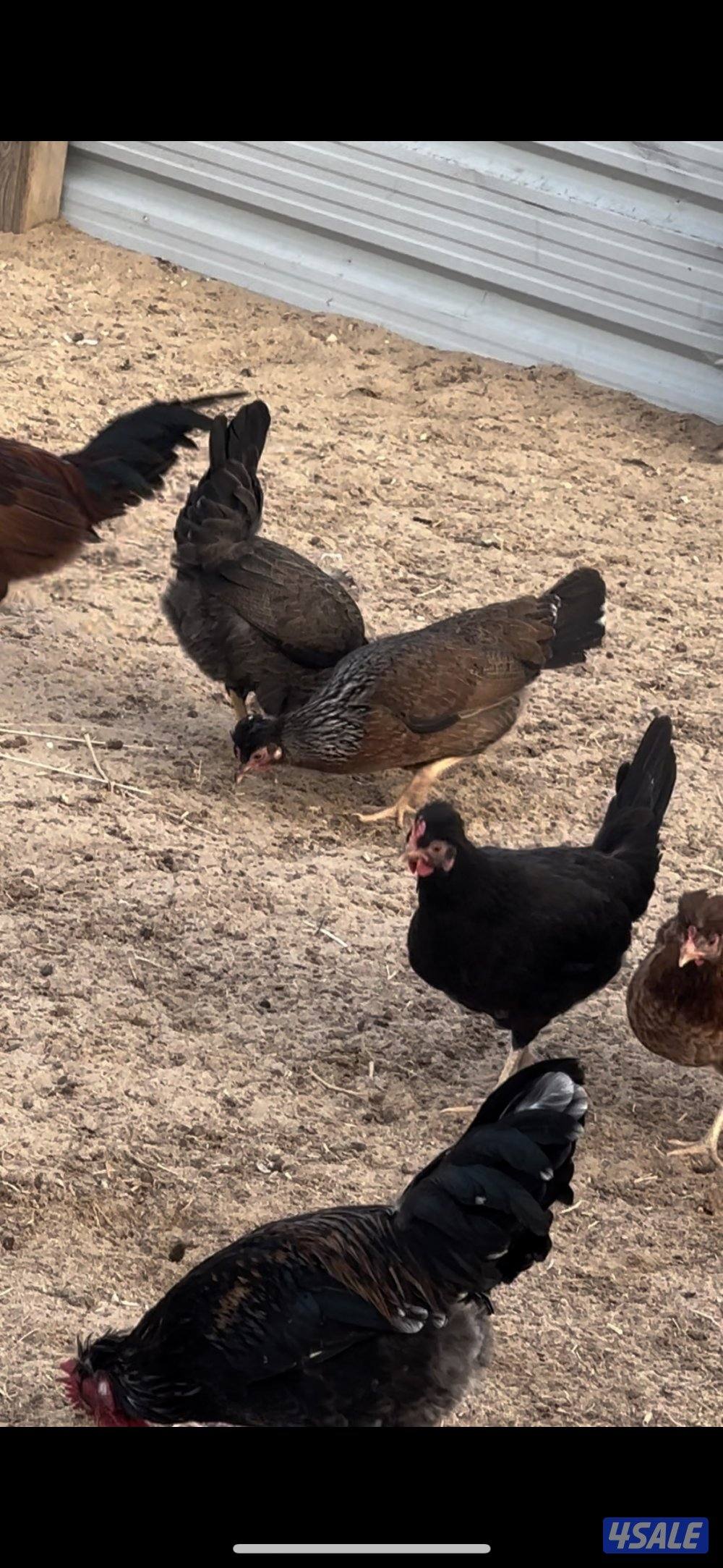 بيض عربي قديم1