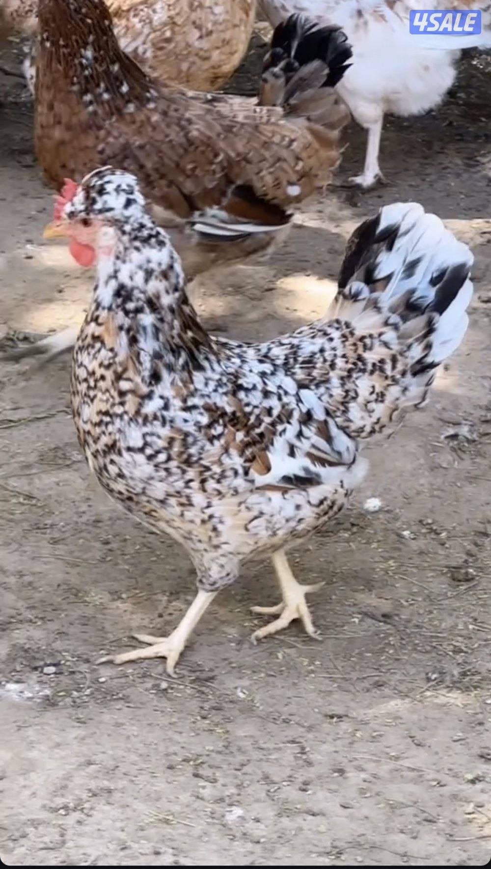 بيض عربي قديم2