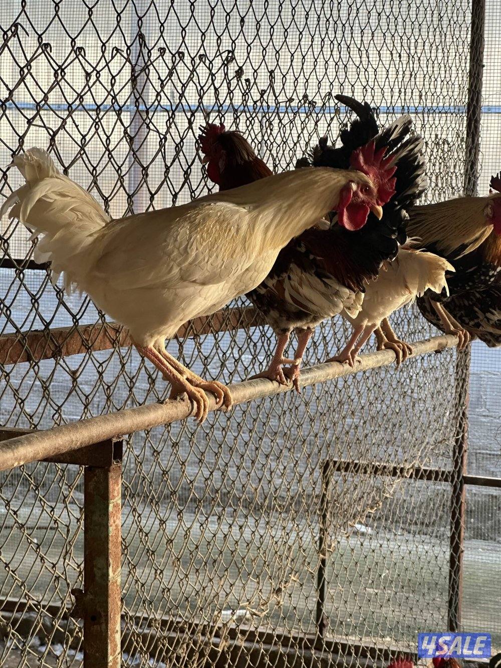 ‏مزارع الوفرة طريق 7000