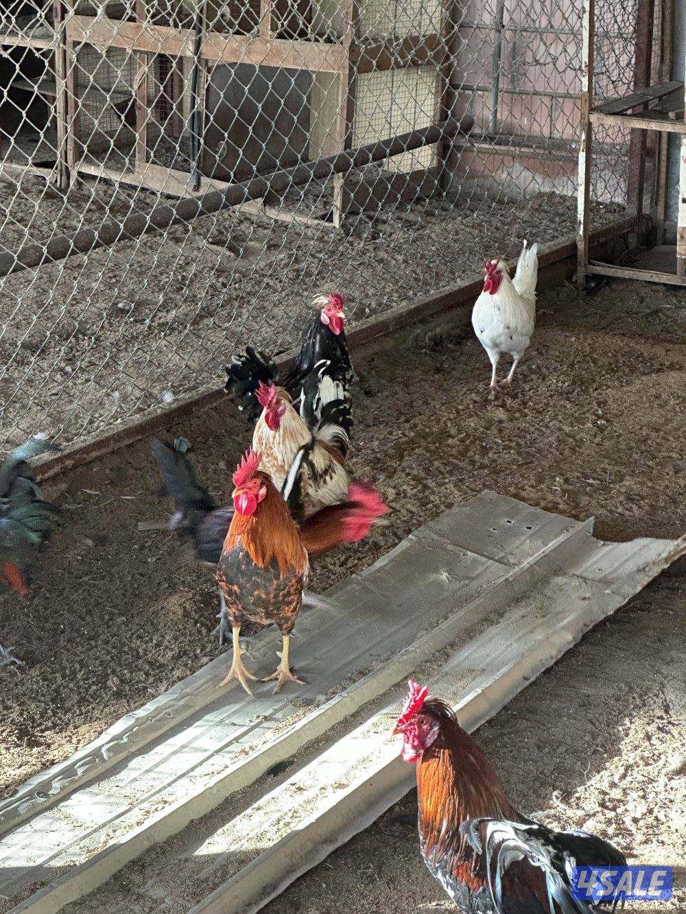 ‏مزارع الوفرة طريق 7001