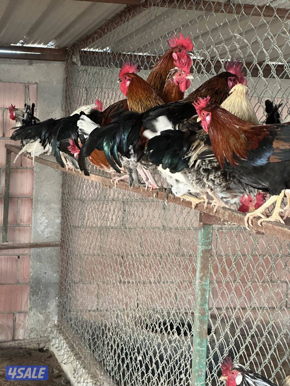 ‏مزارع الوفرة طريق 7002