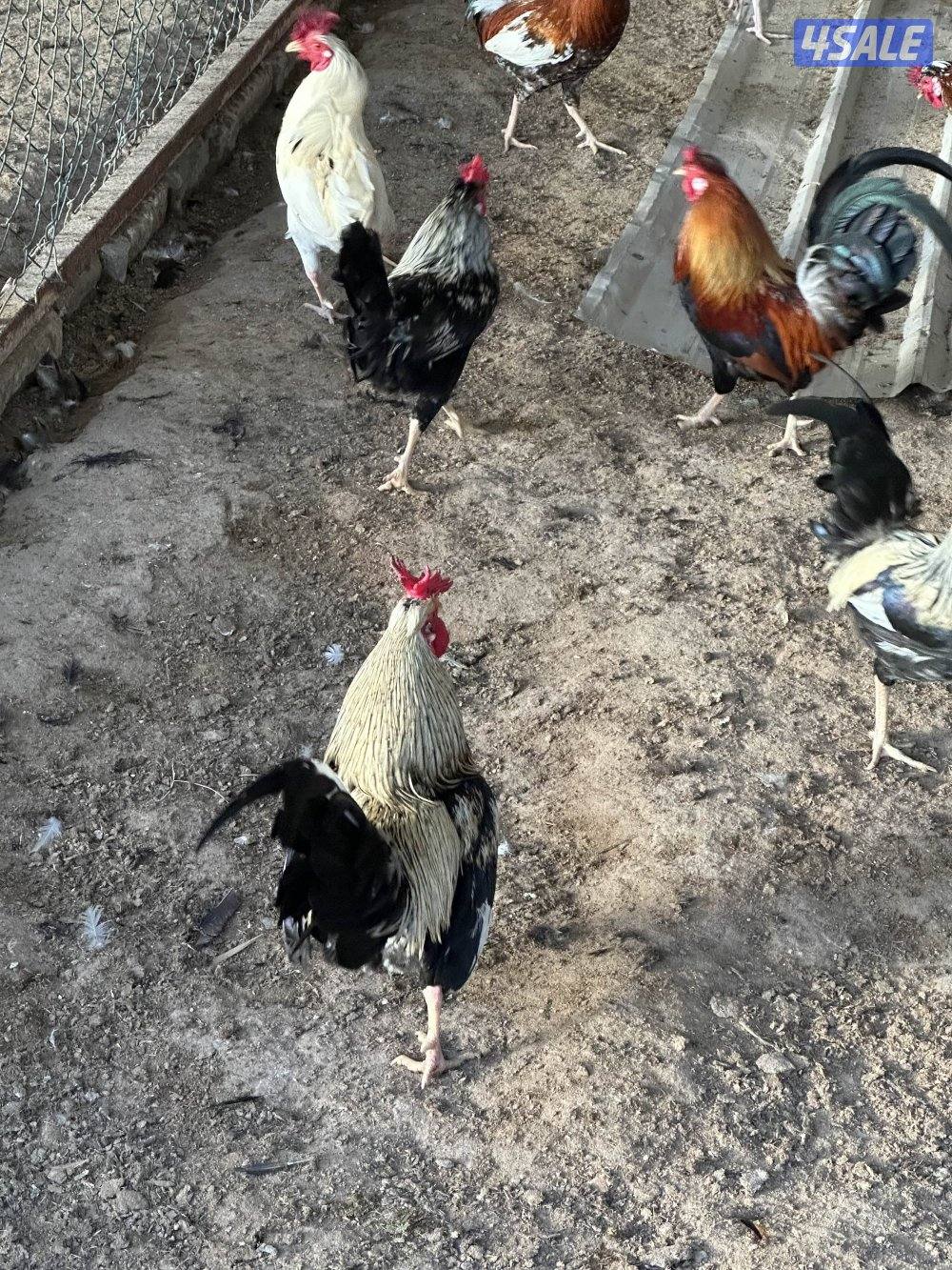 ‏مزارع الوفرة طريق 7003