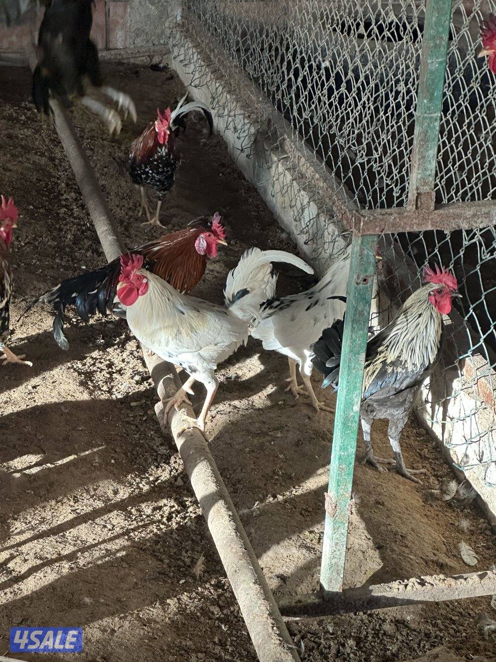 ‏مزارع الوفرة طريق 7005