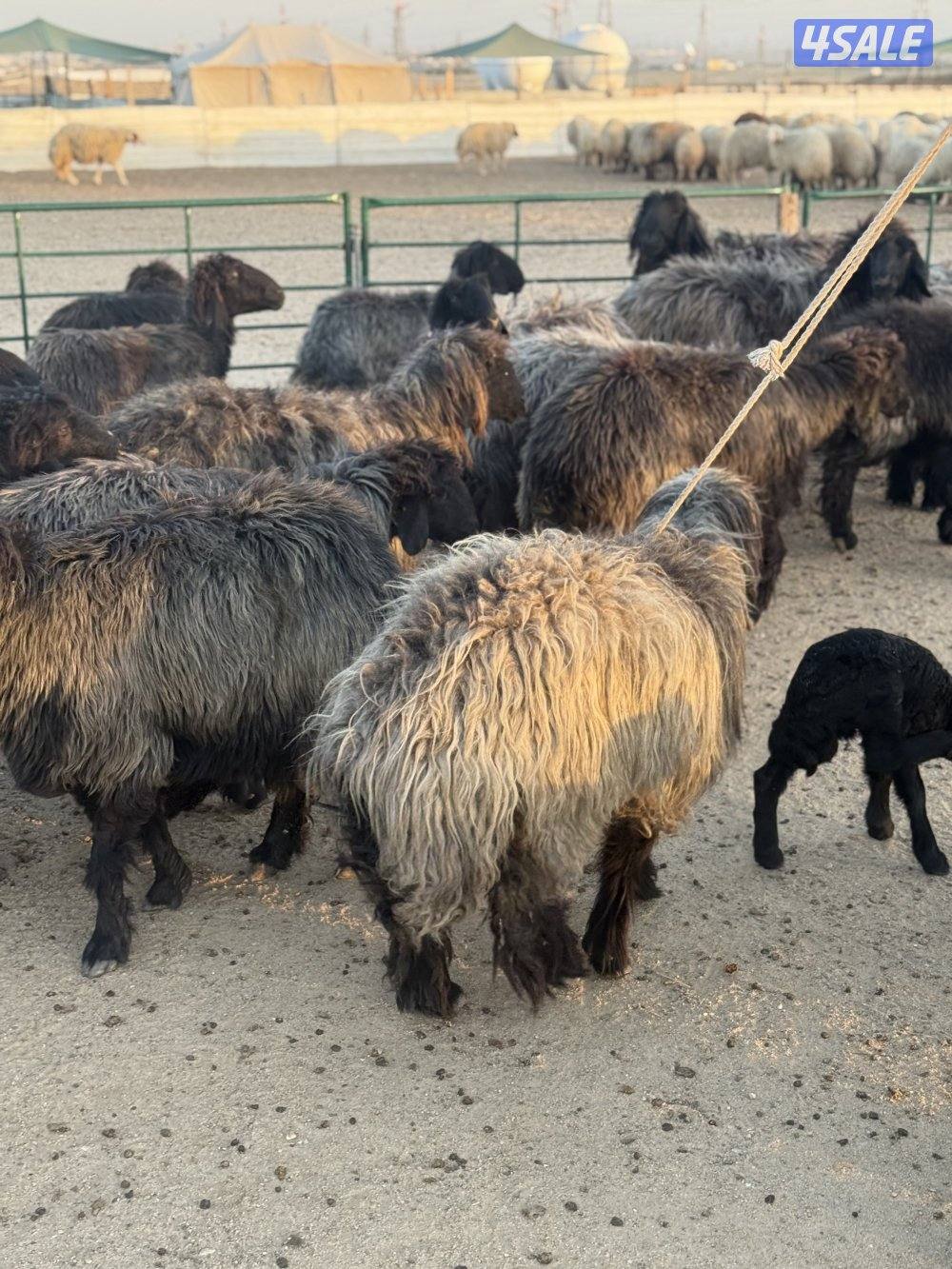 غنم عرب طيبه طيبه1