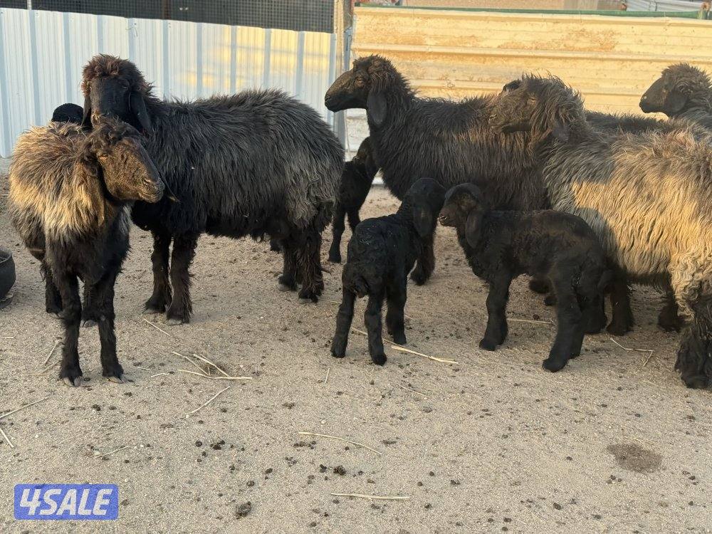 غنم عرب طيبه طيبه2