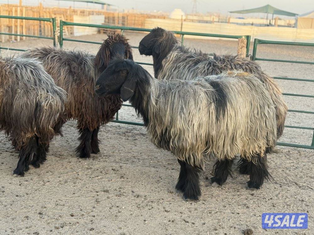 غنم عرب طيبه طيبه3