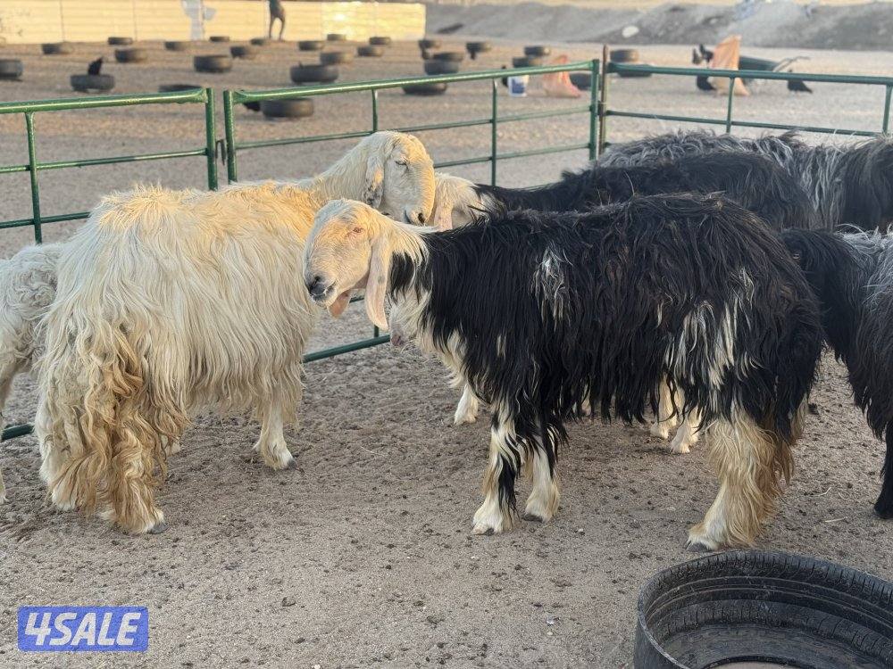 غنم عرب طيبه طيبه4