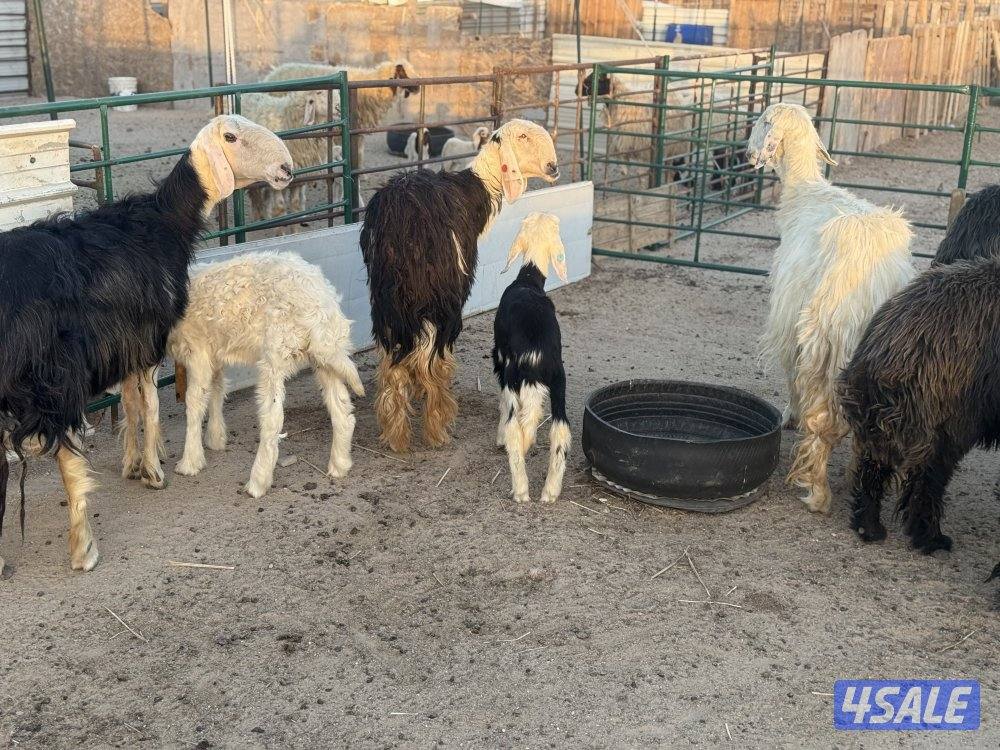 غنم عرب طيبه طيبه5