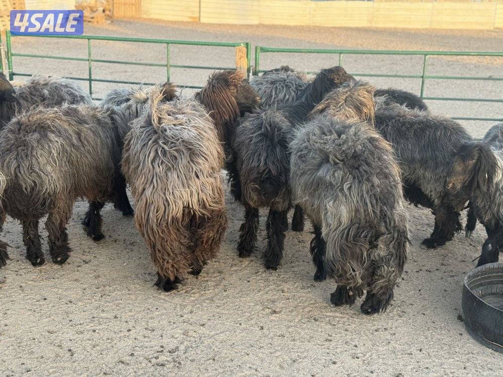 غنم عرب طيبه طيبه6