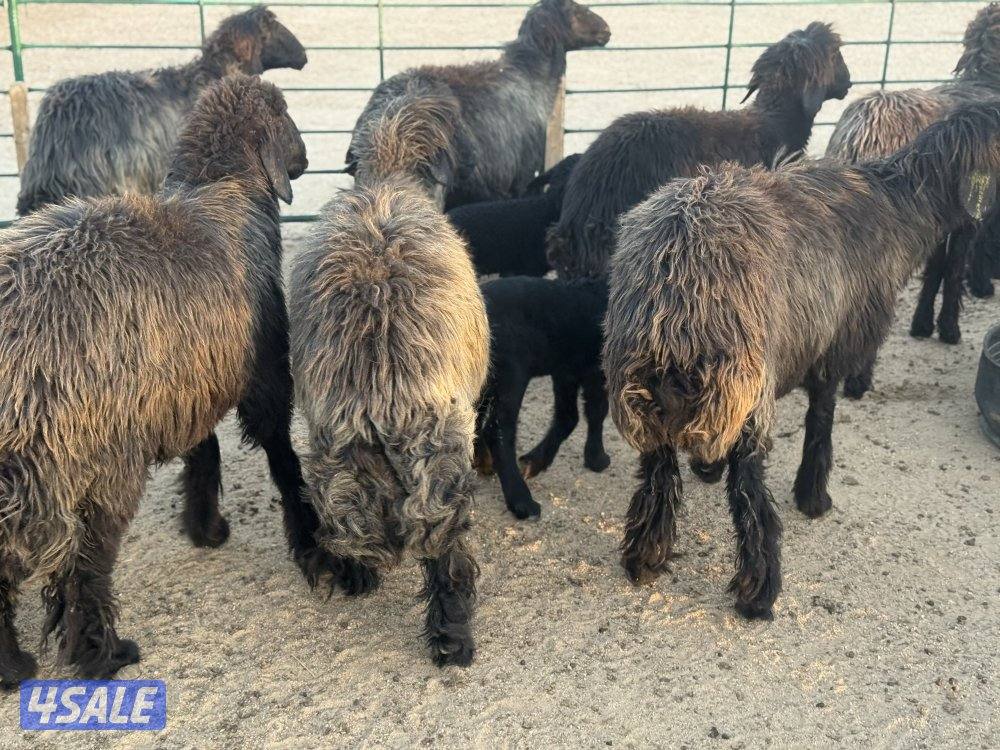 غنم عرب طيبه طيبه7