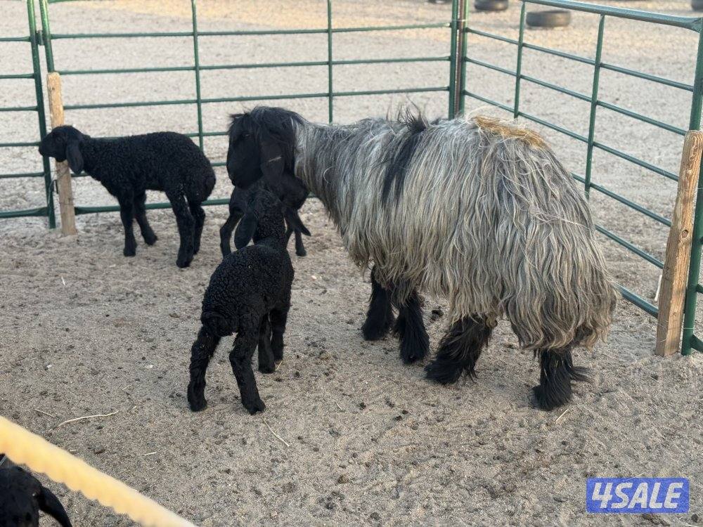 غنم عرب طيبه طيبه8