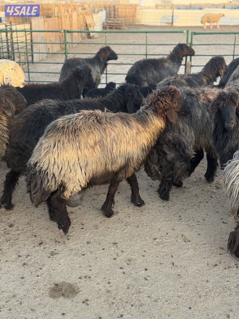 غنم عرب طيبه طيبه9