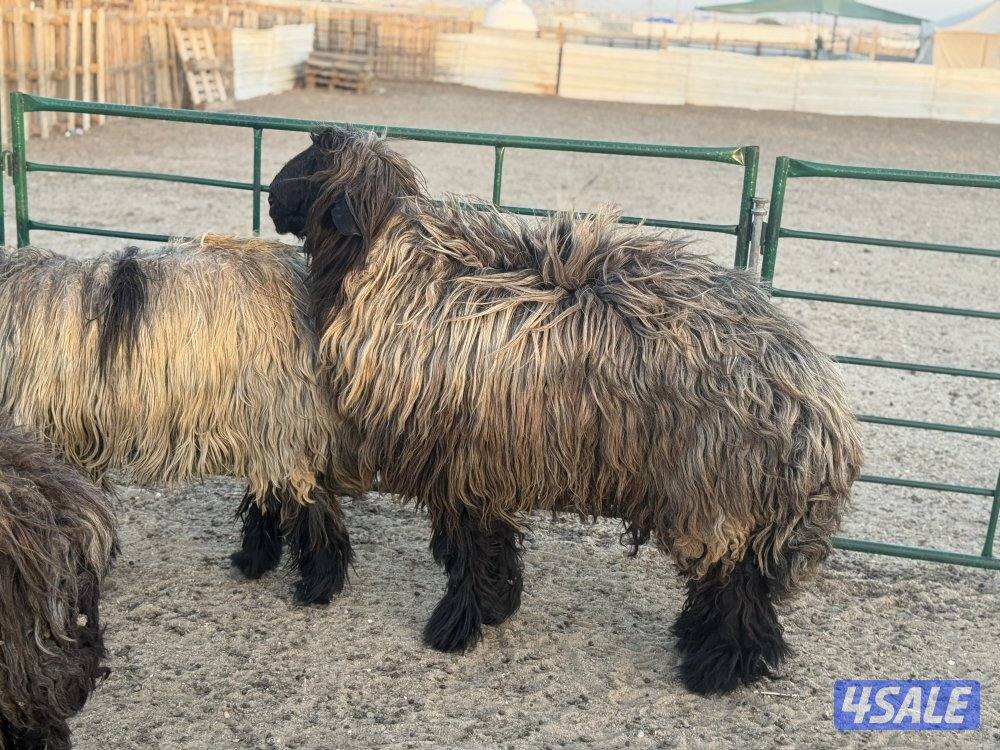 غنم عرب طيبه طيبه10