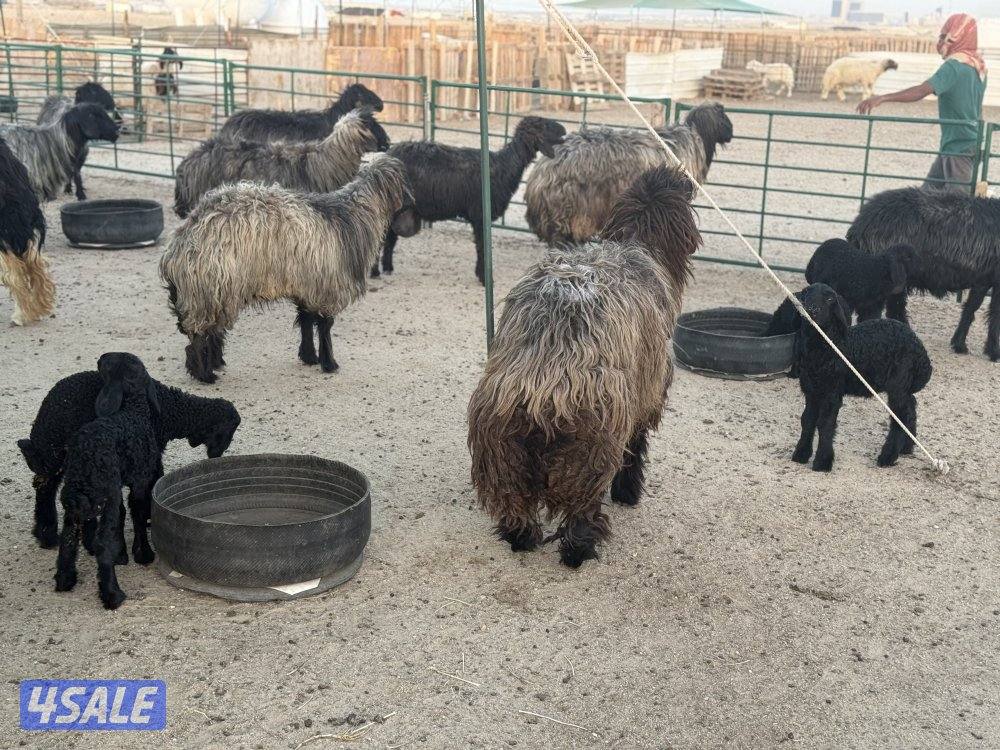 غنم عرب طيبه طيبه11