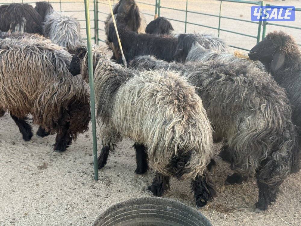 غنم عرب طيبه طيبه12