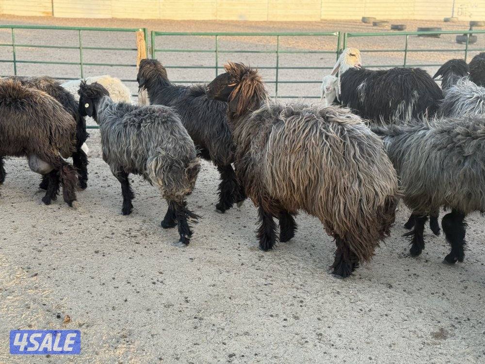 غنم عرب طيبه طيبه13