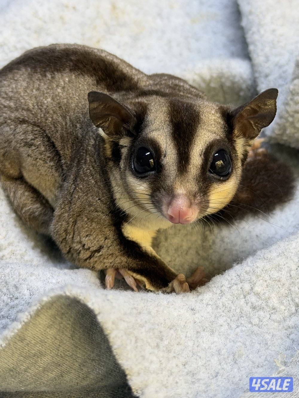 للبيع شوقر قلايدر0