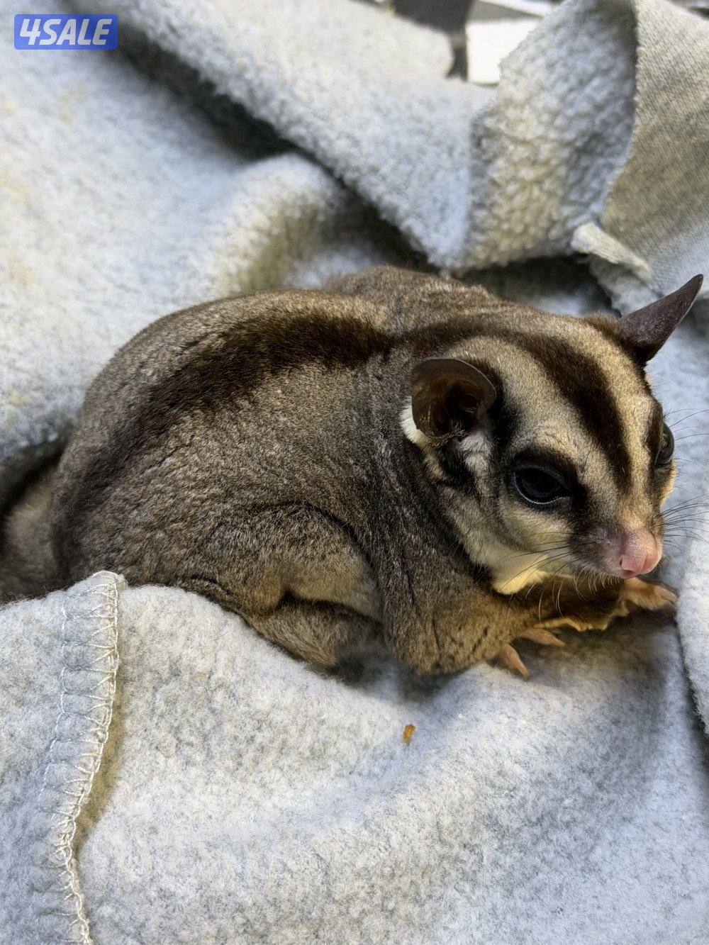 للبيع شوقر قلايدر2