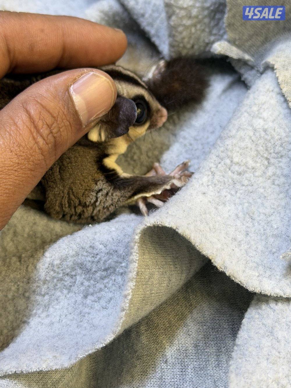 للبيع شوقر قلايدر3