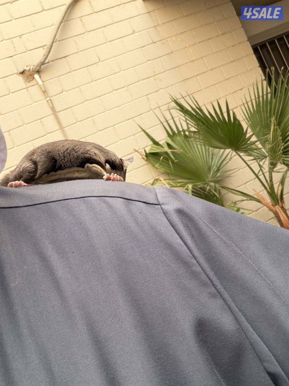 للبيع شوقر قلايدر4