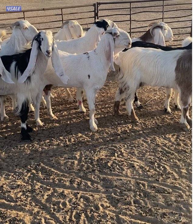 ضرايب طيبة11راس خوات وبنات بعض 4سونارتوم والباقي توة مقرعة وكله اشباب4