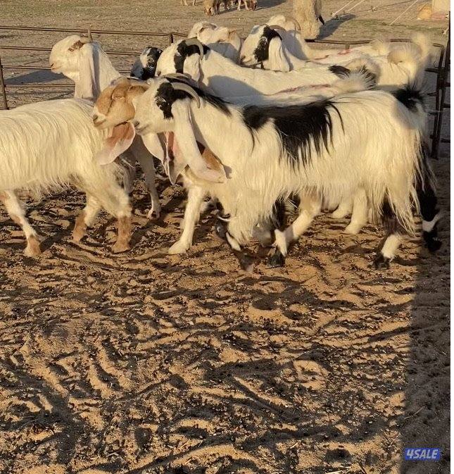 ضرايب طيبة11راس خوات وبنات بعض 4سونارتوم والباقي توة مقرعة وكله اشباب0