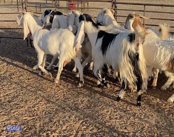 ضرايب طيبة11راس خوات وبنات بعض 4سونارتوم والباقي توة مقرعة وكله اشباب1