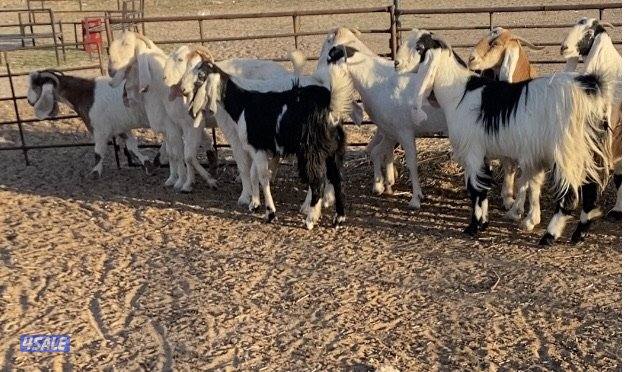 ضرايب طيبة11راس خوات وبنات بعض 4سونارتوم والباقي توة مقرعة وكله اشباب2