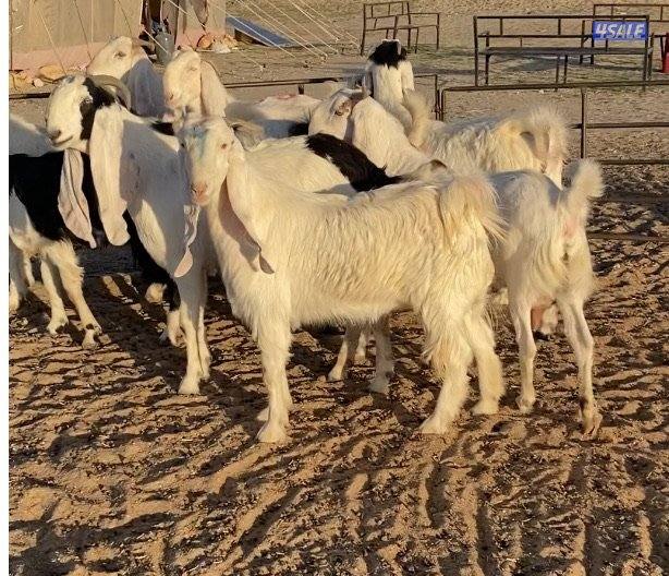 ضرايب طيبة11راس خوات وبنات بعض 4سونارتوم والباقي توة مقرعة وكله اشباب3